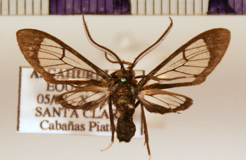 cosmosoma_sp06-standard.jpg