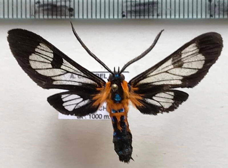 cosmosoma_sp09_m_eq-standard-fm71iz.jpg