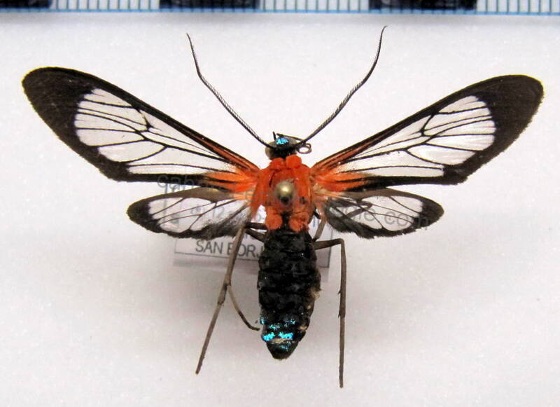 cosmosoma_sp10-standard.jpg