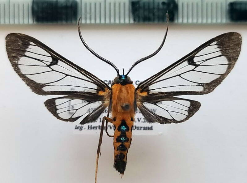 cosmosoma_sp1052_m_col-standard.jpg