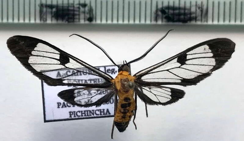 cosmosoma_sp11_f02_eq-standard.jpg