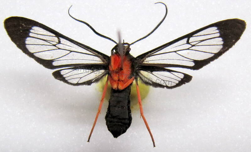 cosmosoma_sp26_eq_verso-standard.jpg
