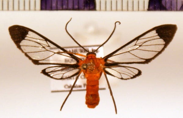 Cosmosoma sp 30 mâle A1- Equateur