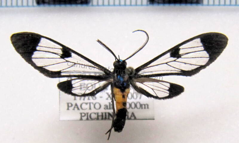 cosmosoma_sp33-standard.jpg