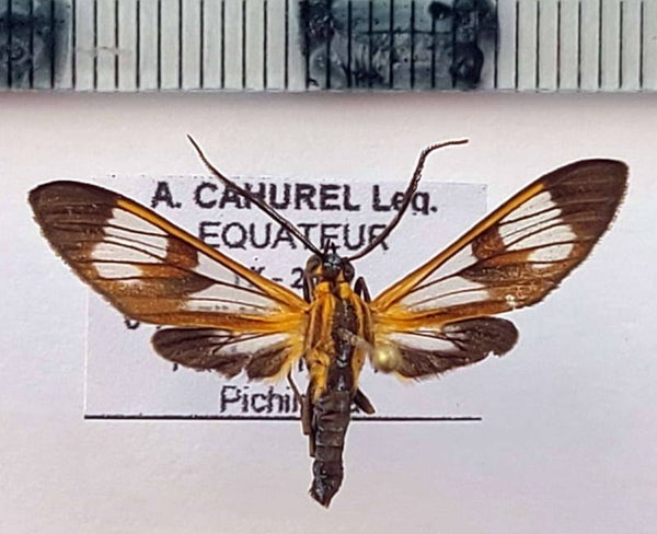 Cosmosoma sp 613 mâle A1- Equateur