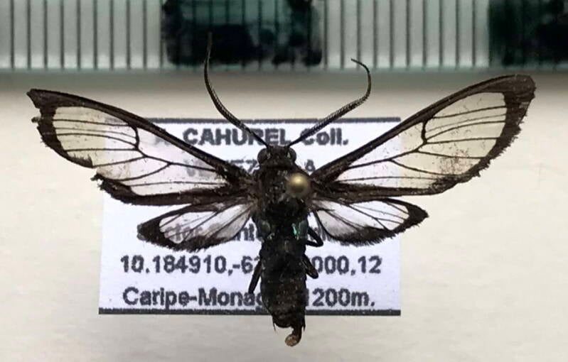 cosmosoma_sp923_m_ven-standard.jpg