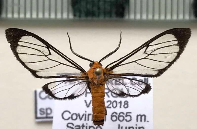 cosmosoma_sp999_m_per-standard.jpg