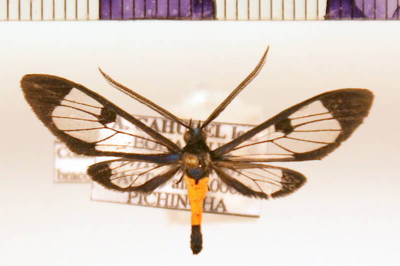 cosmosoma_sp_m_eq-standard.jpg