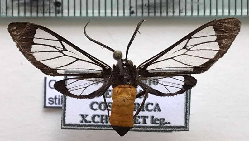 cosmosoma_stibostictum_m_cr-standard.jpg