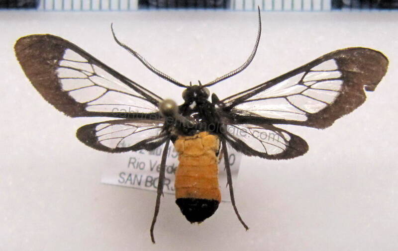 cosmosoma_stilbosticta_bol-standard.jpg