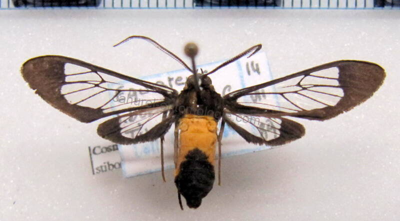 cosmosoma_stilbosticta_eq-standard.jpg