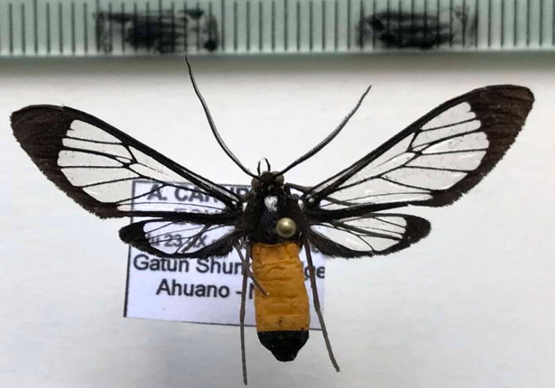 cosmosoma_stilbosticta_f_eq-standard.jpg