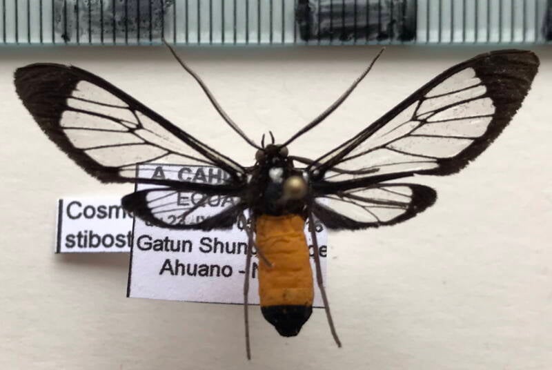 cosmosoma_stilbosticta_m02_eq-standard-afms7q.jpg