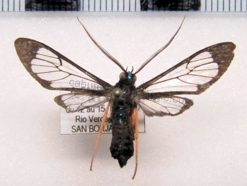 cosmosoma_sublamma_bol-standard.jpg