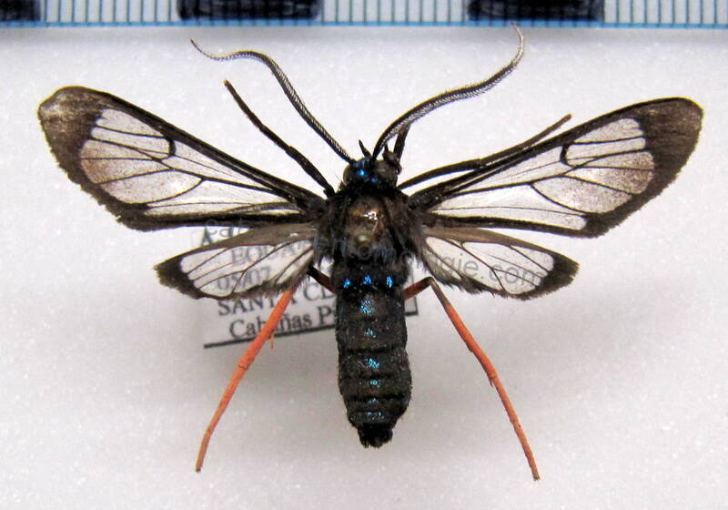 cosmosoma_sublamma_eq-standard.jpg