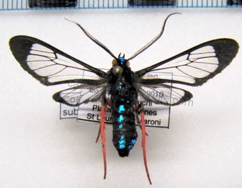 cosmosoma_sublamma_gf-standard.jpg
