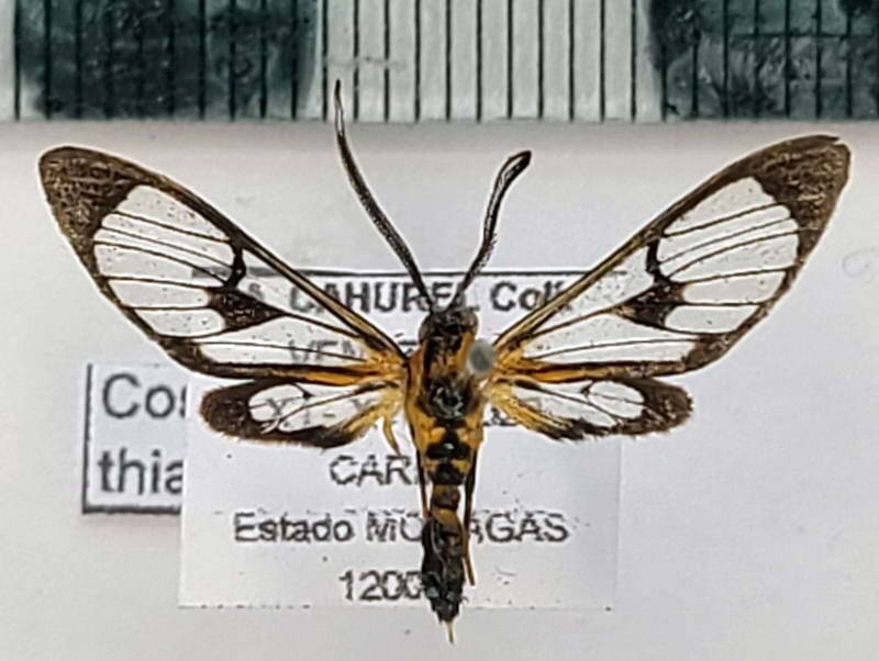 cosmosoma_thia_m_per-standard.jpg