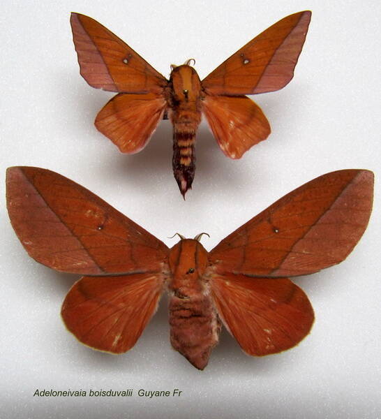 couple_adeloneivaia_boisduvalii-standard.jpg