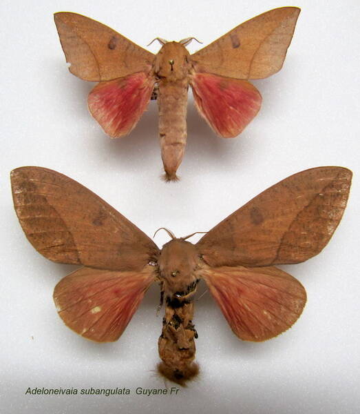 couple_adeloneivaia_subangulata-standard.jpg