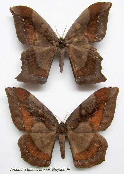 couple_arsenura_batesii_arcaei-standard.jpg