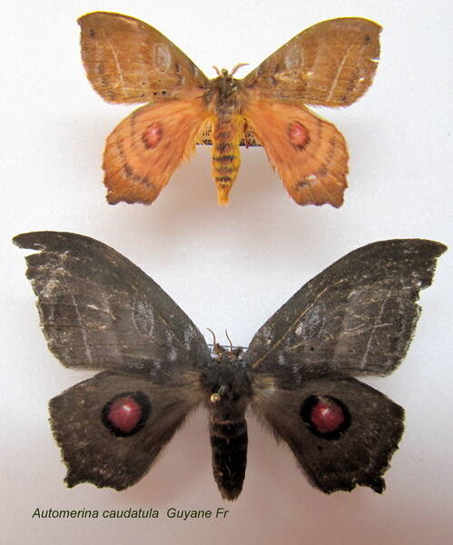 couple_automerina_caudatula-standard.jpg
