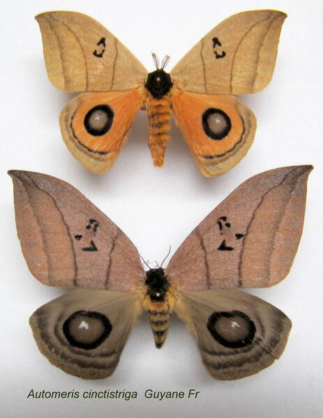 couple_automeris_curvilinea-standard.jpg