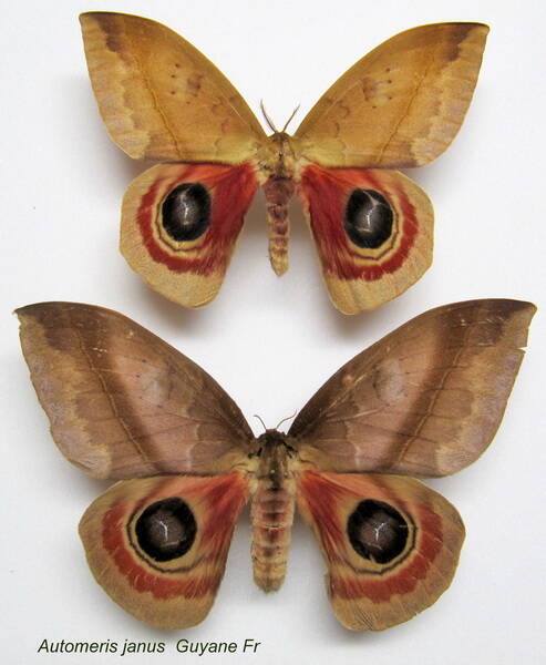 couple_automeris_janus-standard.jpg