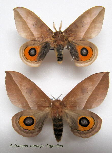 couple_automeris_naranja-standard.jpg