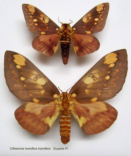 couple_citheronia_hamifera-standard-u1yveu.jpg