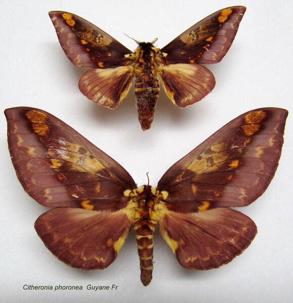 couple_citheronia_phoronea-standard.jpg