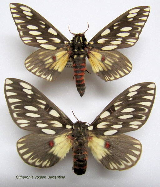 couple_citheronia_vogleri-standard.jpg