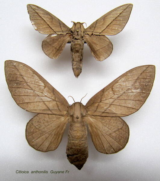 couple_citioica_anthonillis-standard.jpg