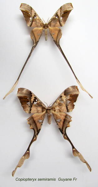 couple_copiopteryx_semiramis-standard.jpg