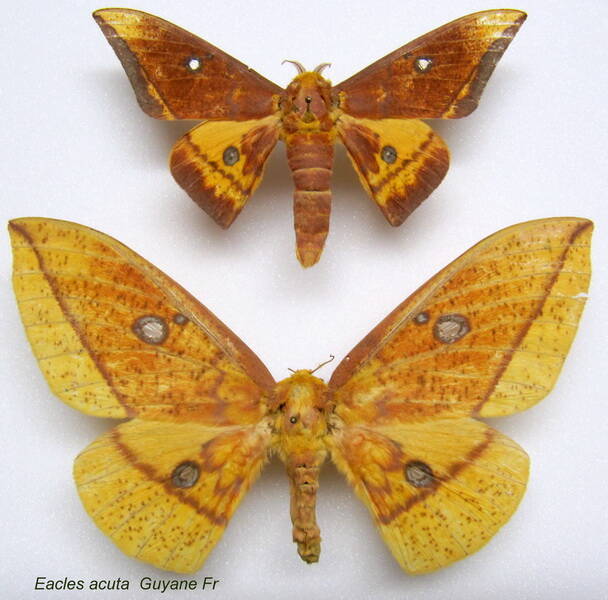 couple_eacles_acuta-standard.jpg