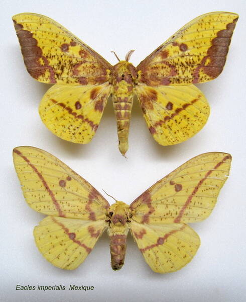 couple_eacles_imperialis_mex-standard.jpg