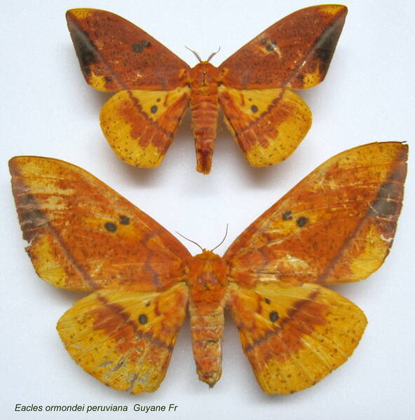 couple_eacles_ormondei-standard.jpg