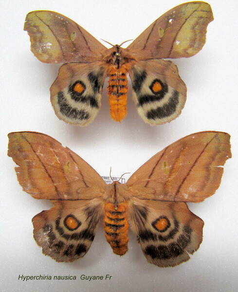 couple_hyperchyria_nausica-standard.jpg
