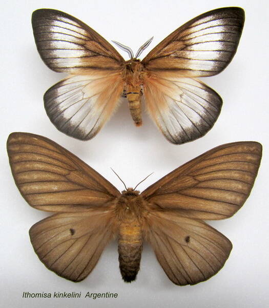 couple_ithomisa_kinkelini-standard.jpg