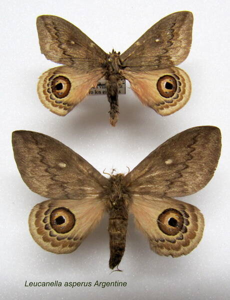 couple_leucanella_asperus-standard.jpg