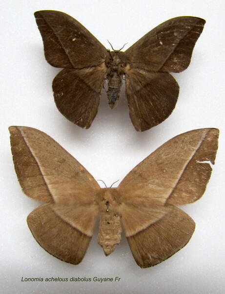 couple_lonomia_achelous-standard.jpg