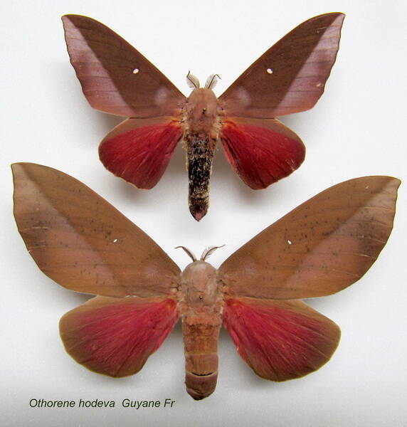 couple_othorene_hodeva-standard.jpg