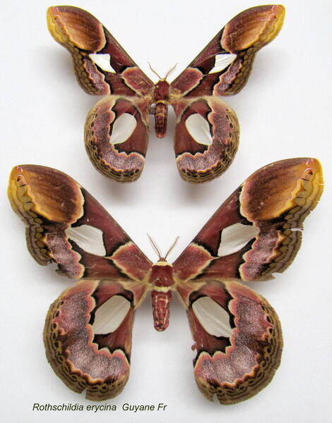 couple_rothschildia_erycina-standard.jpg