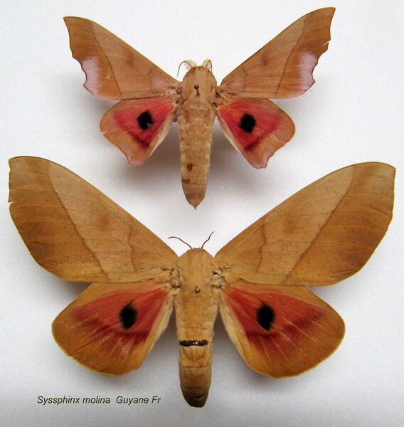 couple_syssphinx_molina-standard.jpg