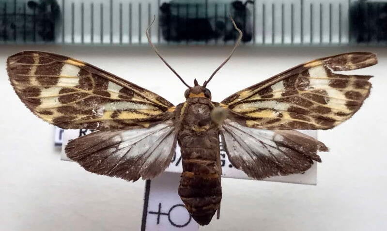 cramerius_marica_f_Bolivie