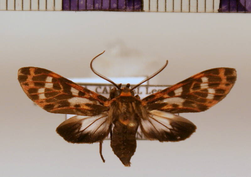 cramerius_marica_m_Guyane fr