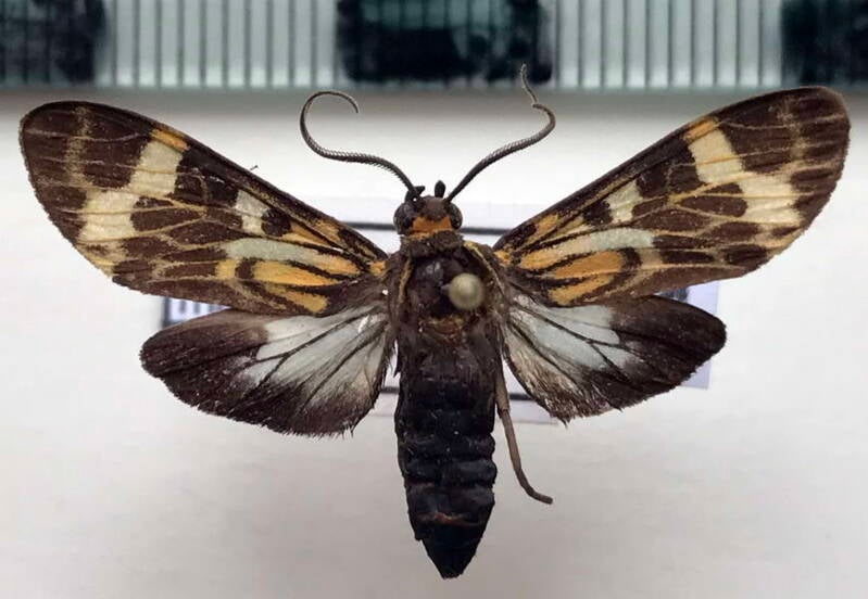 cramerius_marica_m_Bolivie