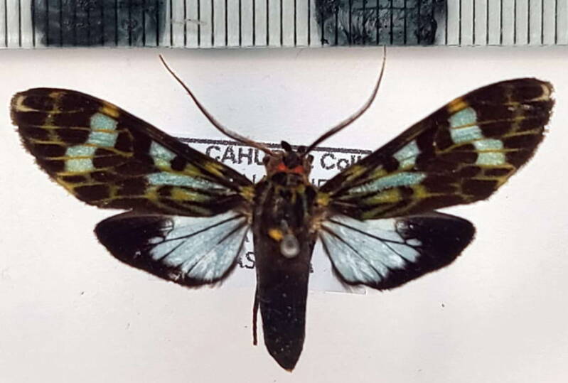 cramerius_postcoeruleus_m_eq-standard.jpg