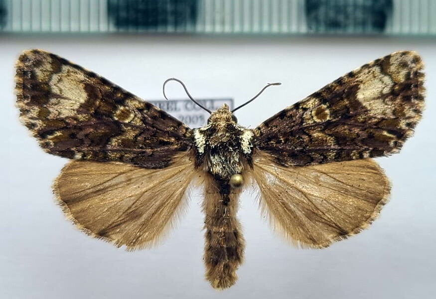 Craniophora ligustri mâle France