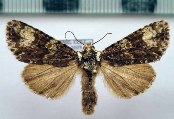 Craniophora ligustri mâle France