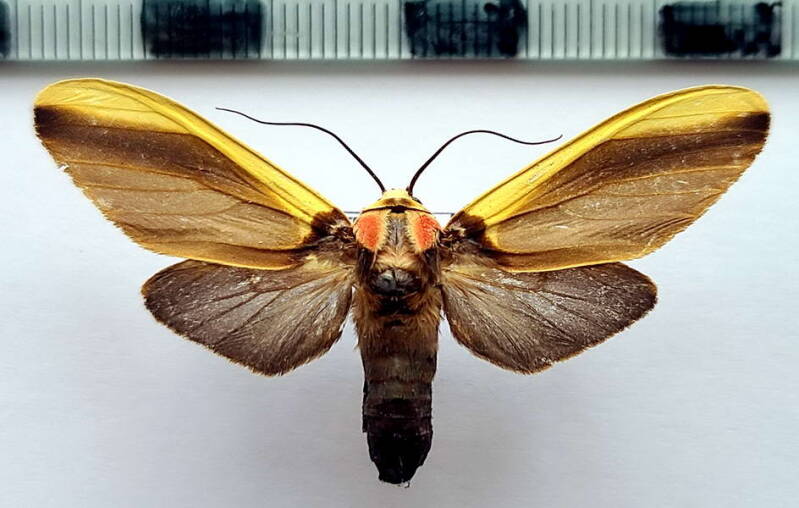 cratoplastis_diluta_f02_eq-standard.jpg